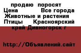 продаю  поросят  › Цена ­ 1 000 - Все города Животные и растения » Птицы   . Красноярский край,Дивногорск г.